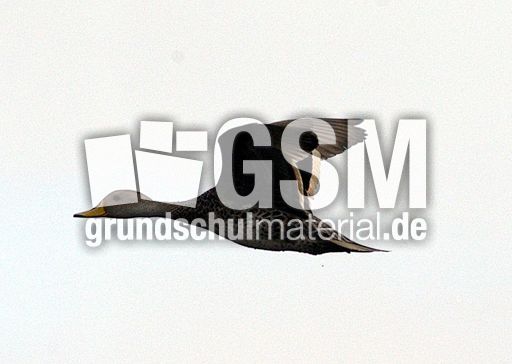 Magellangans (8 von 9).jpg